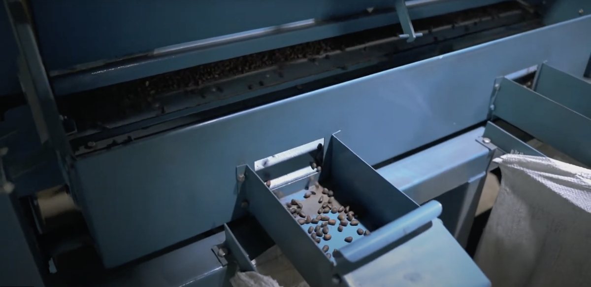Pinienkerne auf Sortiertablett – M97 Factory Produktion